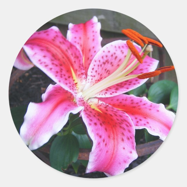 Stargazer Lily Runder Aufkleber (Vorderseite)