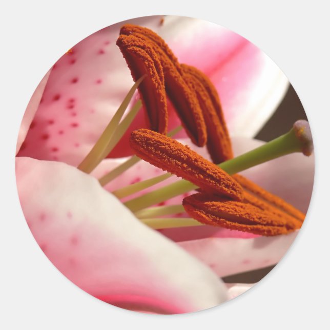 Stargazer Lily Stickers (Vorderseite)