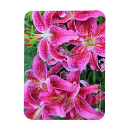 Stargazer Oriental Lilies Magnet