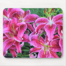 Stargazer-Orientale-Lilien