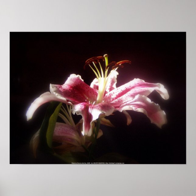 Stargazerlilie #15 poster (Vorne)