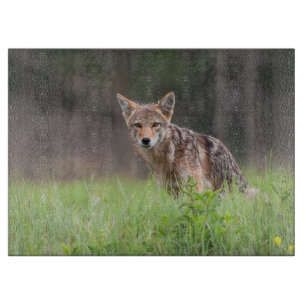 Staring Brown Coyote Fotografie, auf dem Feld Schneidebrett