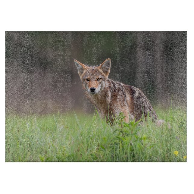 Staring Brown Coyote Fotografie, auf dem Feld Schneidebrett (Vorderseite)