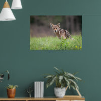 Staring Brown Coyote