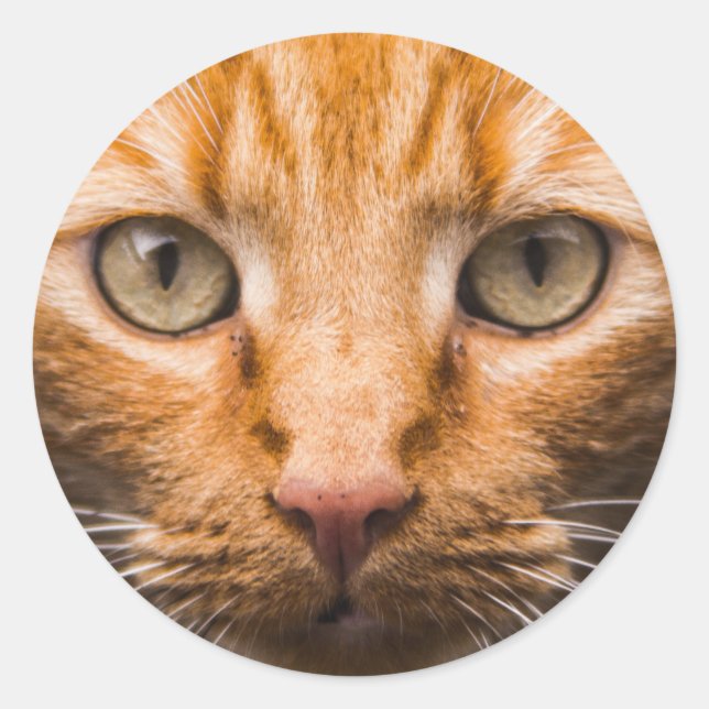 Staring Cat Aufkleber (Vorderseite)
