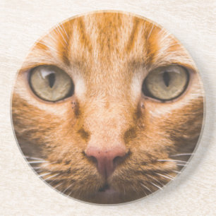 Staring Cat Sandstone Untersetzer