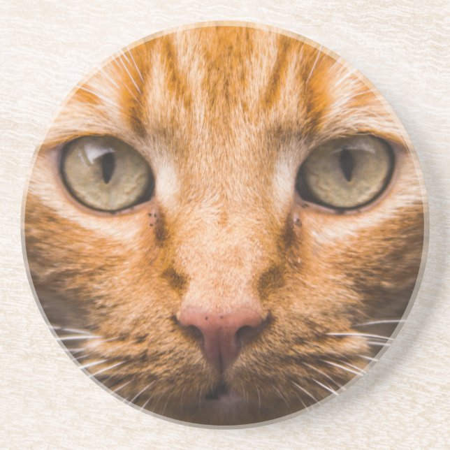 Staring Cat Sandstone Untersetzer (Vorne)