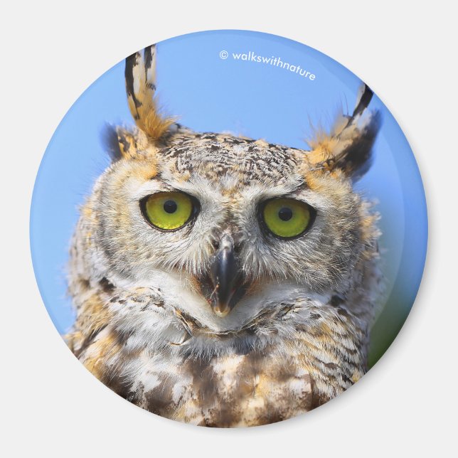 Staring Contest mit einem schönen großen Horned Ow Magnet (Vorne)