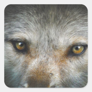 Staring Grey Wolf Eyes Wildlife Art Quadratischer Aufkleber