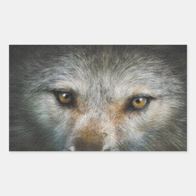 Staring Grey Wolf Eyes Wildlife Art Rechteckiger Aufkleber (Vorderseite)