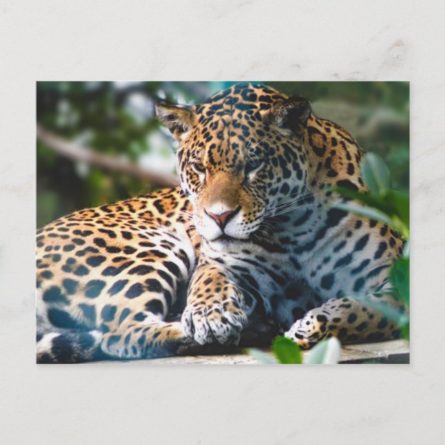 Staring Leopard Postkarte (Vorderseite)
