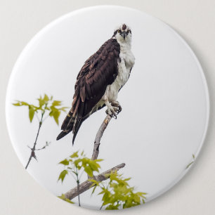 Staring Osprey Button
