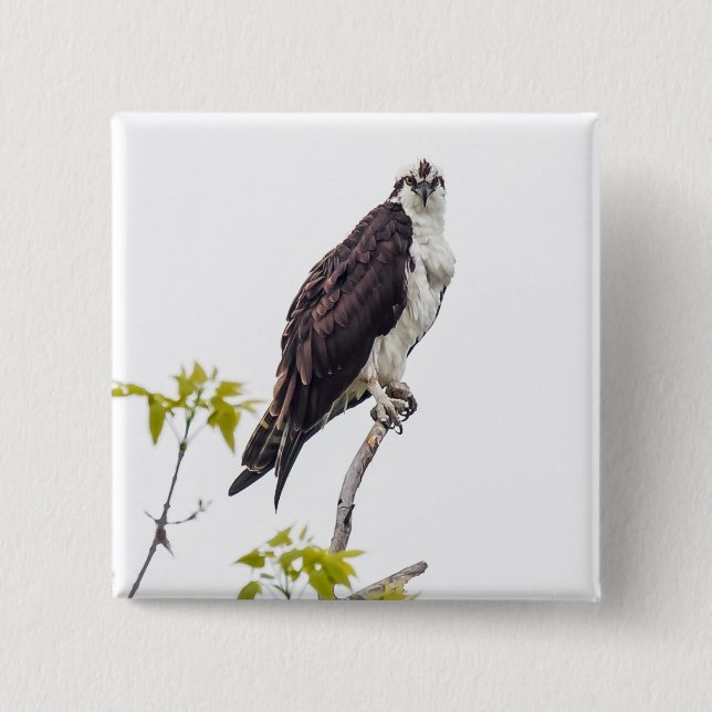 Staring Osprey Button (Vorderseite)