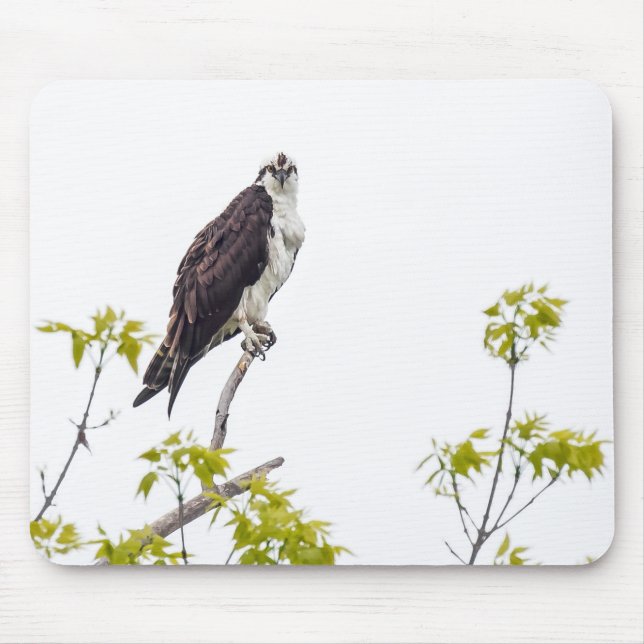 Staring Osprey Mousepad (Vorne)