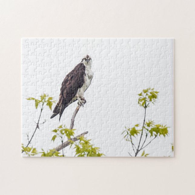 Staring Osprey Puzzle (Horizontal)