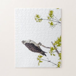 Staring Osprey Puzzle