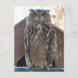 Staring-Uhu Postkarte