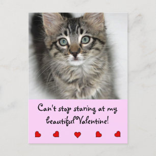 Staring Valentine Kitten Postcard Feiertagspostkarte