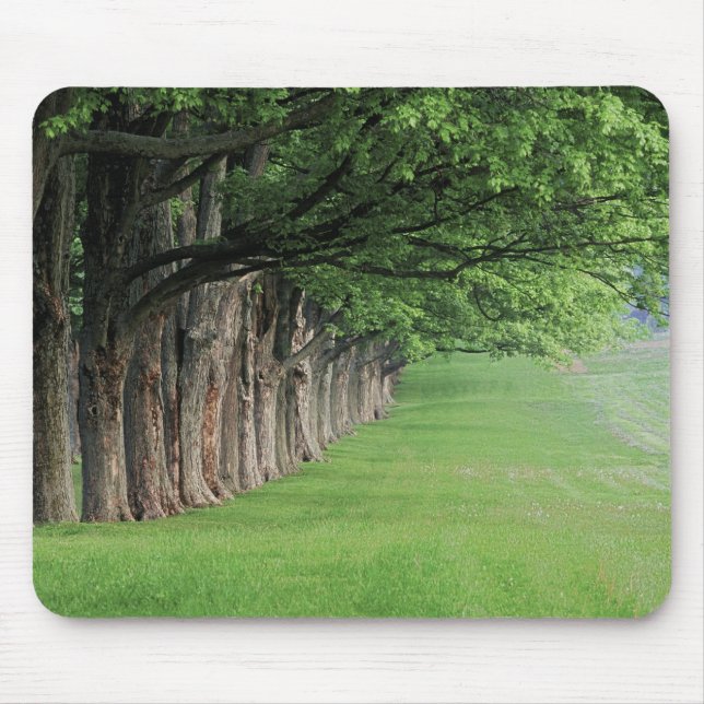 Starke Baumreihe, Louisville, Kentucky. Mousepad (Vorne)