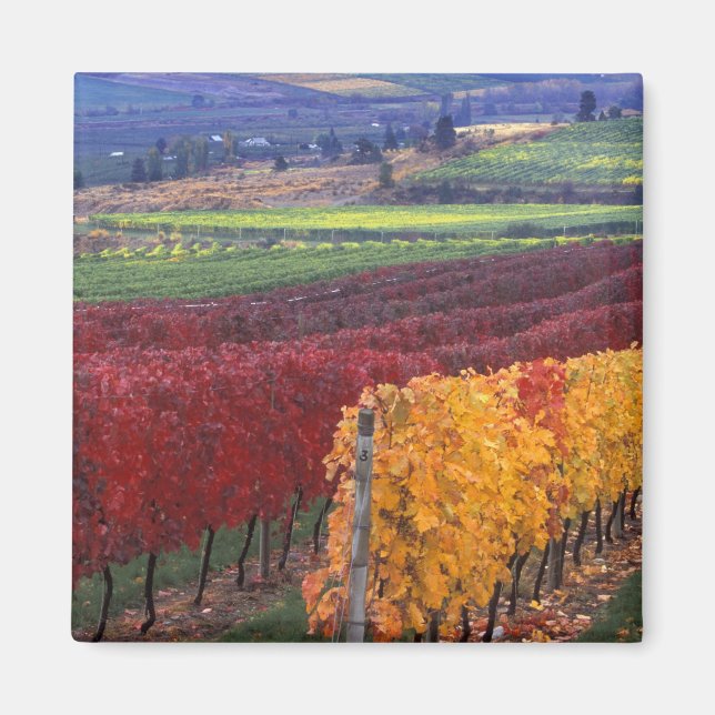 Starke rote und gelbe Herbstfarben auf dem Gehring Magnet (Vorne)