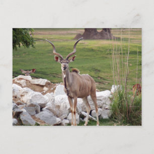 stärker kudu-6 postkarte