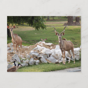 stärker kudu-8 postkarte