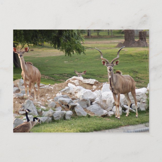 stärker kudu-8 postkarte (Vorderseite)