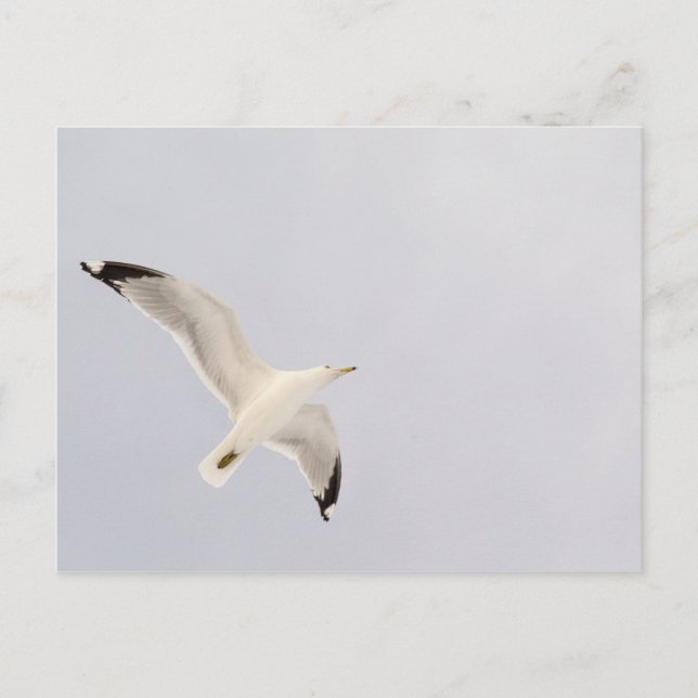 Starkgull Postkarte (Vorderseite)
