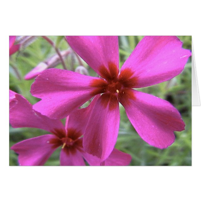 Starlight, Stern hell (Vorderseite (Horizontal))