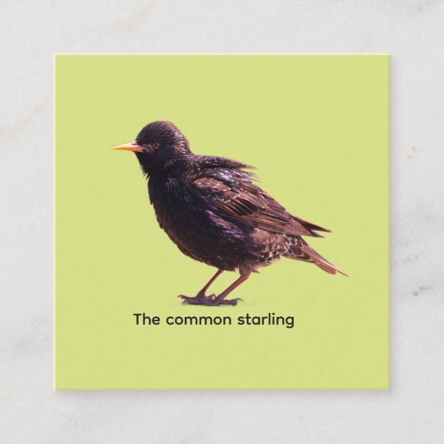 Starling  begleitkarte (Vorderseite)