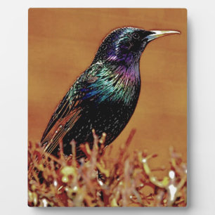 Starling Bird-Foto Fotoplatte
