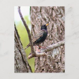 Starling Bird Foto Postkarte