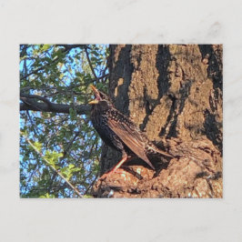 Starling Bird Postcard Postkarte