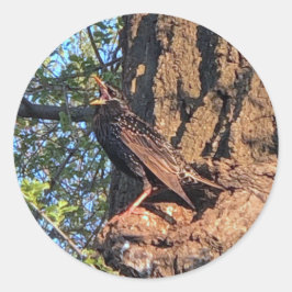 Starling Bird Stickers