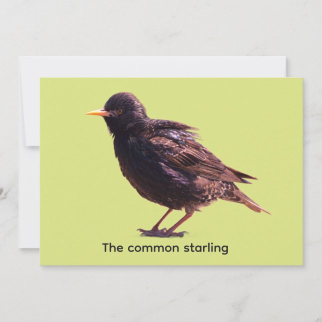 Starling  einladung (Vorderseite)