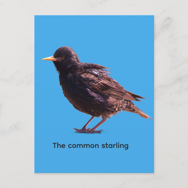 Starling  einladungspostkarte (Vorderseite)