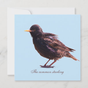 Starling feiertagskarte