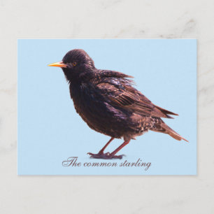 Starling feiertagspostkarte