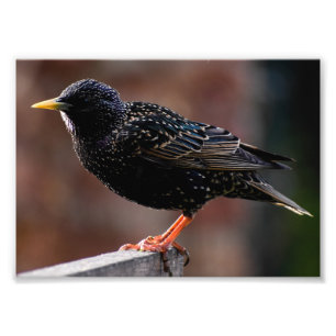 Starling Fotodruck