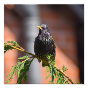Starling Fotodruck