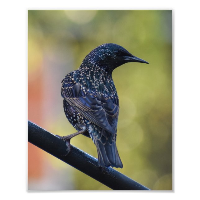 Starling Fotodruck (Vorne)
