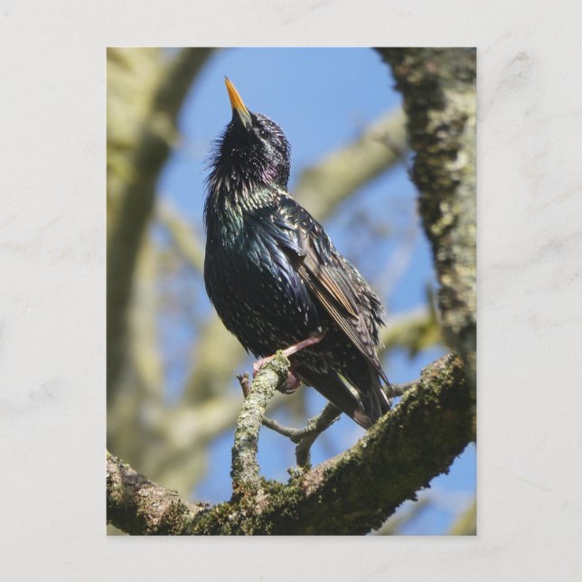 Starling in der Sun DIY Postkarte (Vorderseite)