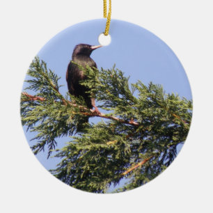 Starling in einem Spruce Tree Custom Geburtstag Keramikornament