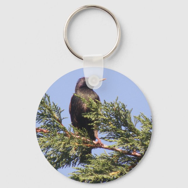 Starling in einem Spruce Tree Schlüsselanhänger (Vorderseite)