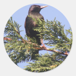 Starling in einem Spruce Treppenkleber Runder Aufkleber