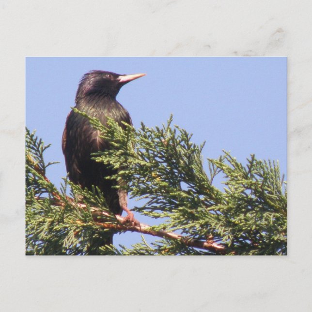 Starling in einer Spruce Tree Postkarte (Vorderseite)