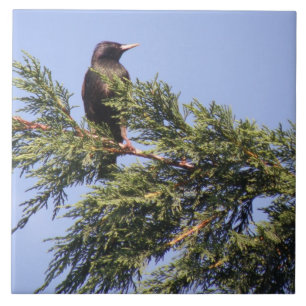 Starling in einer Spruce Tree Tile Fliese