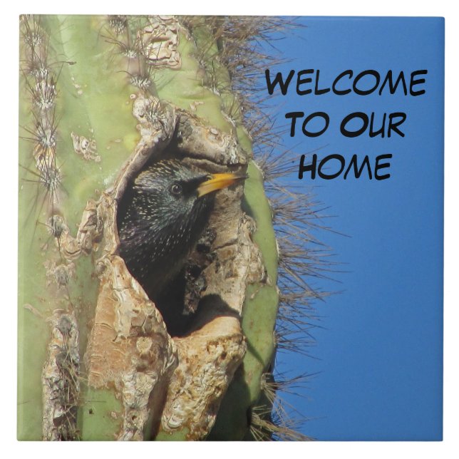 Starling in Saguaro Cactus Foto Southwest Bird Fliese (Vorderseite)