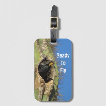 Starling in Saguaro Cactus Foto Southwest Bird