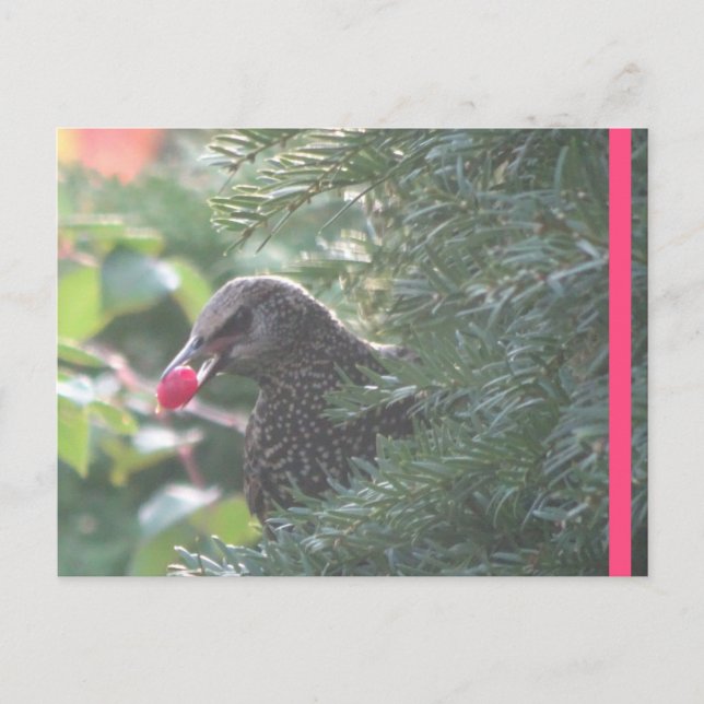 Starling in Yew-Tree-DIY-Postkarte Postkarte (Vorderseite)